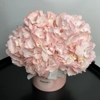 Қораптағы гортензия